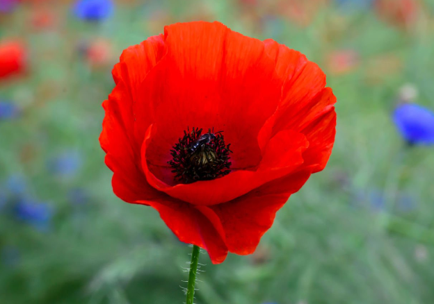 poppies stock