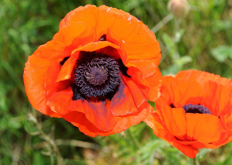 Poppies