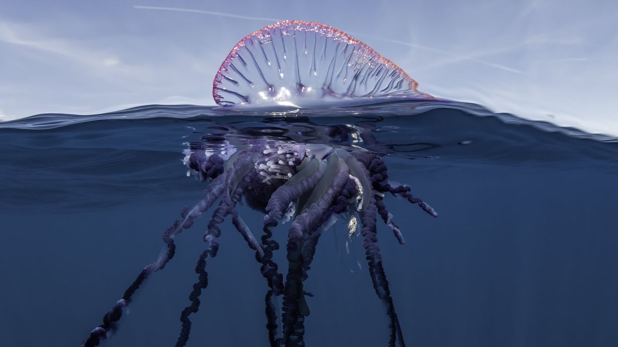 Portuguese Man O' War jellyfish