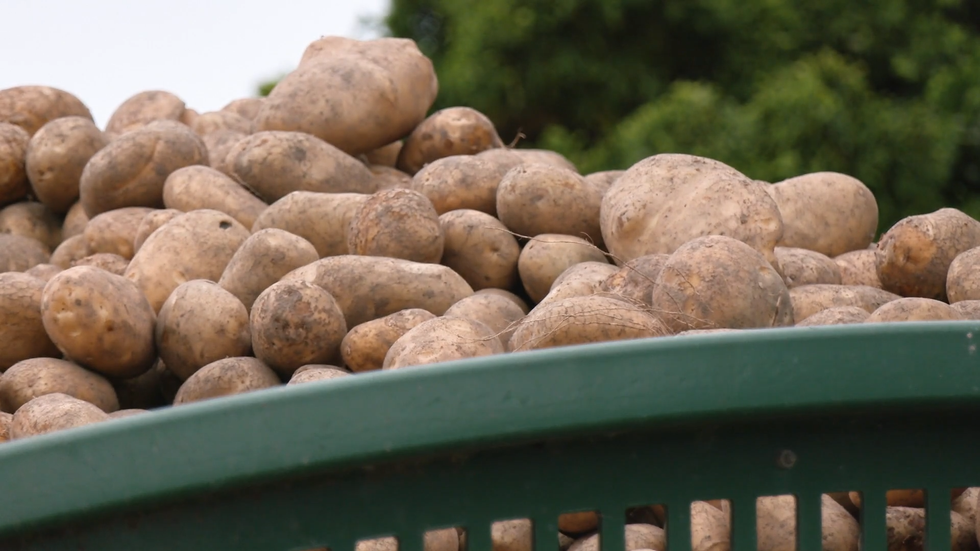 potato crop