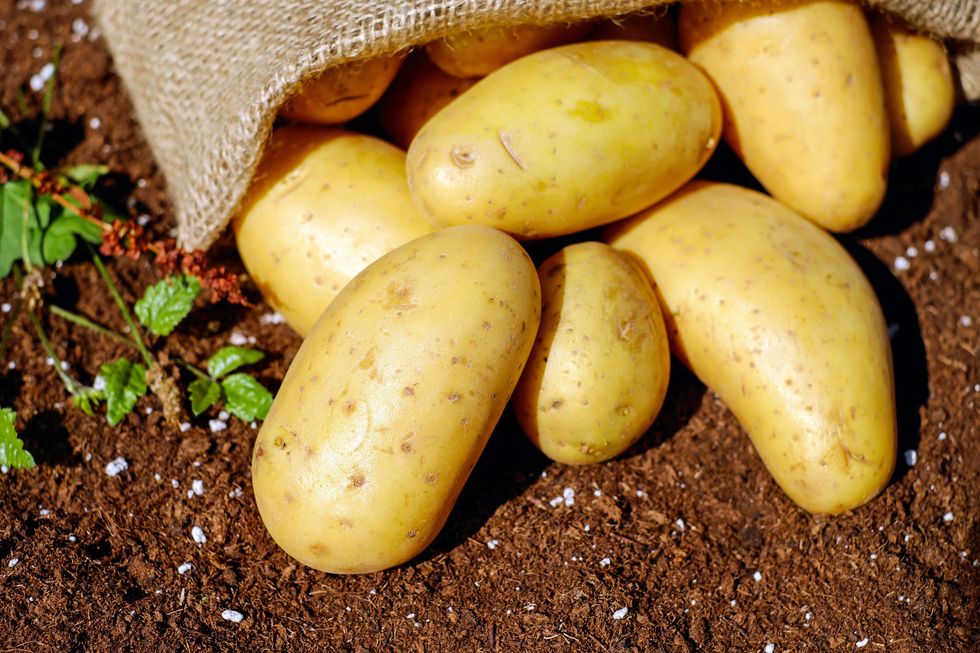 Potatoes on dirt