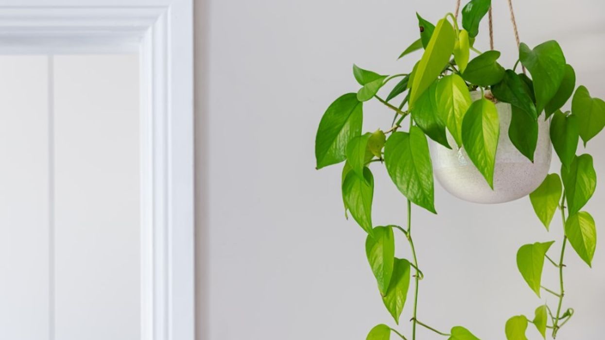Pothos plants