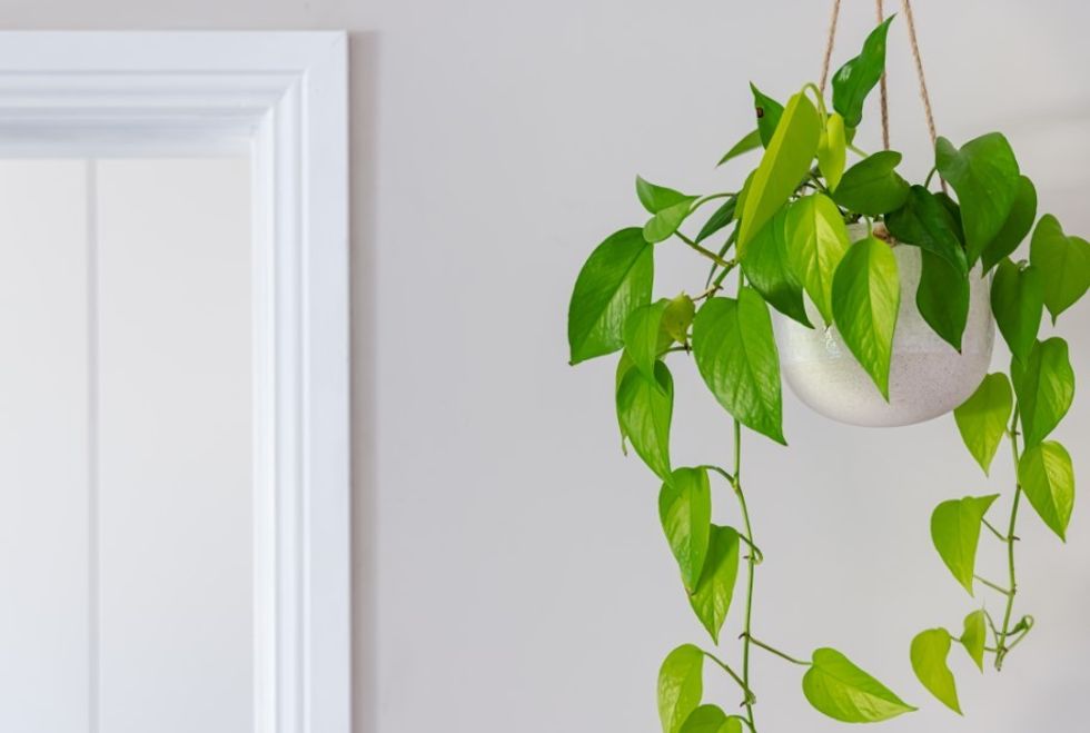 Pothos plants