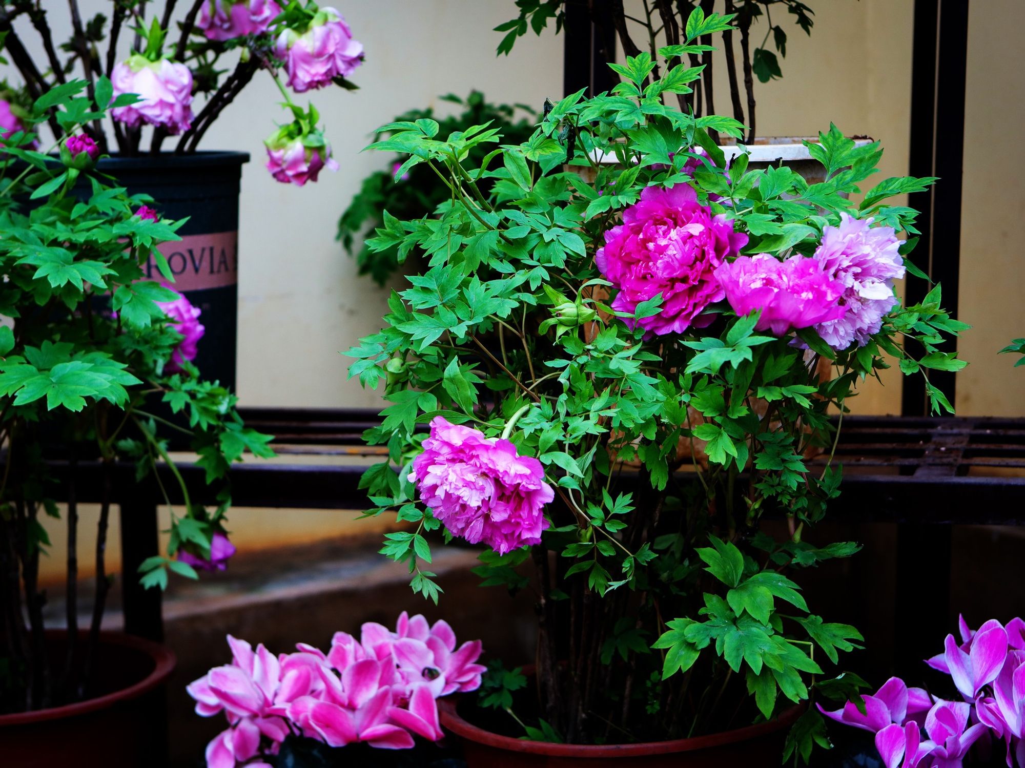Potted peonies