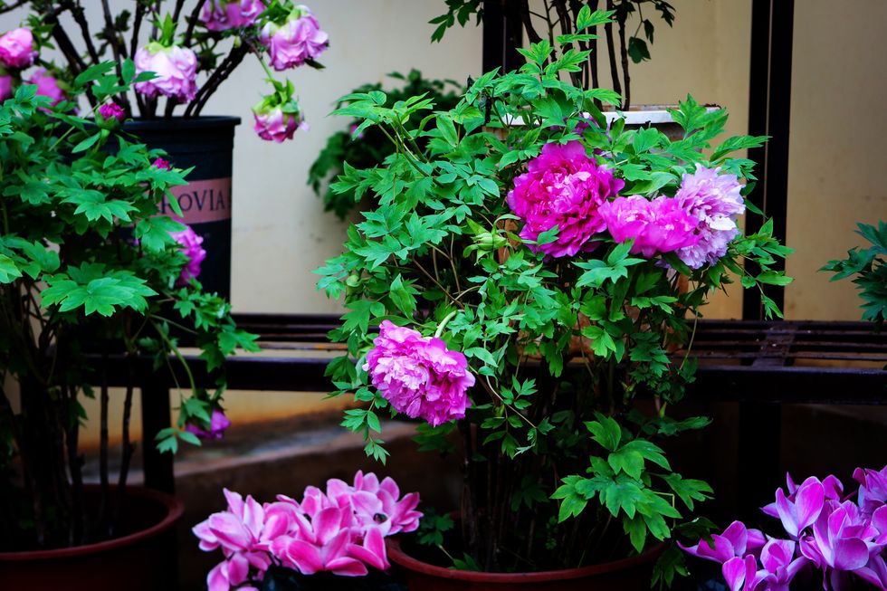 Potted peonies