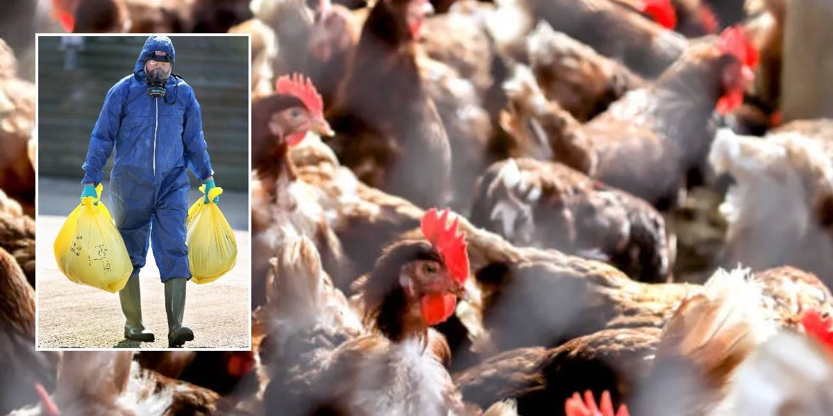 NextImg:Bird flu: Virologist warns new UK strain could be hiding ‘unwelcome surprises’