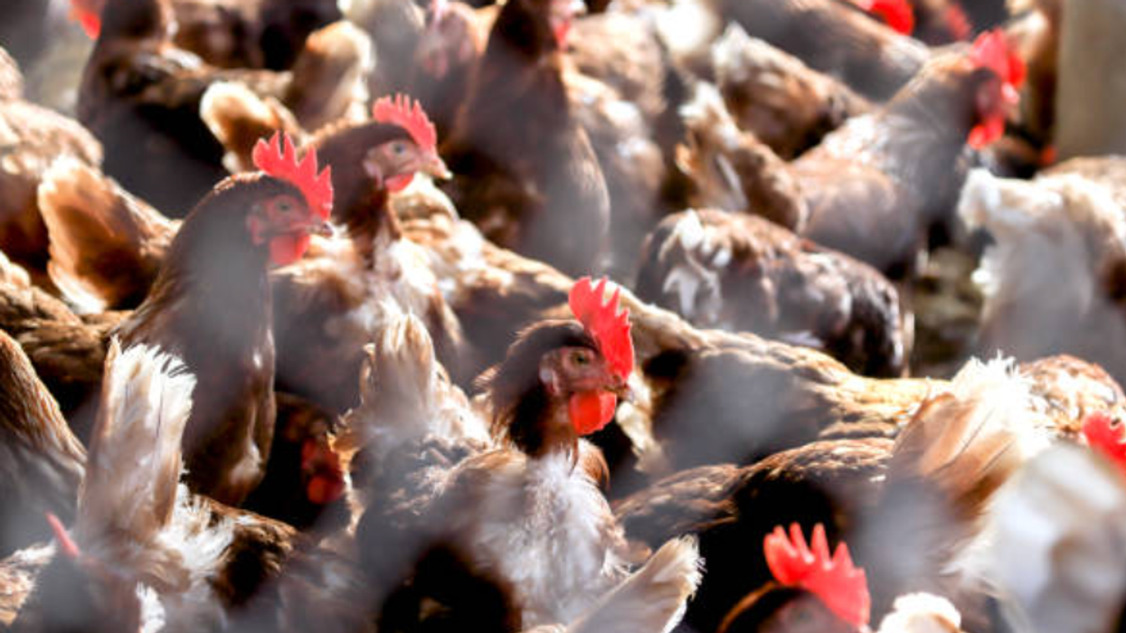 Poultry farm