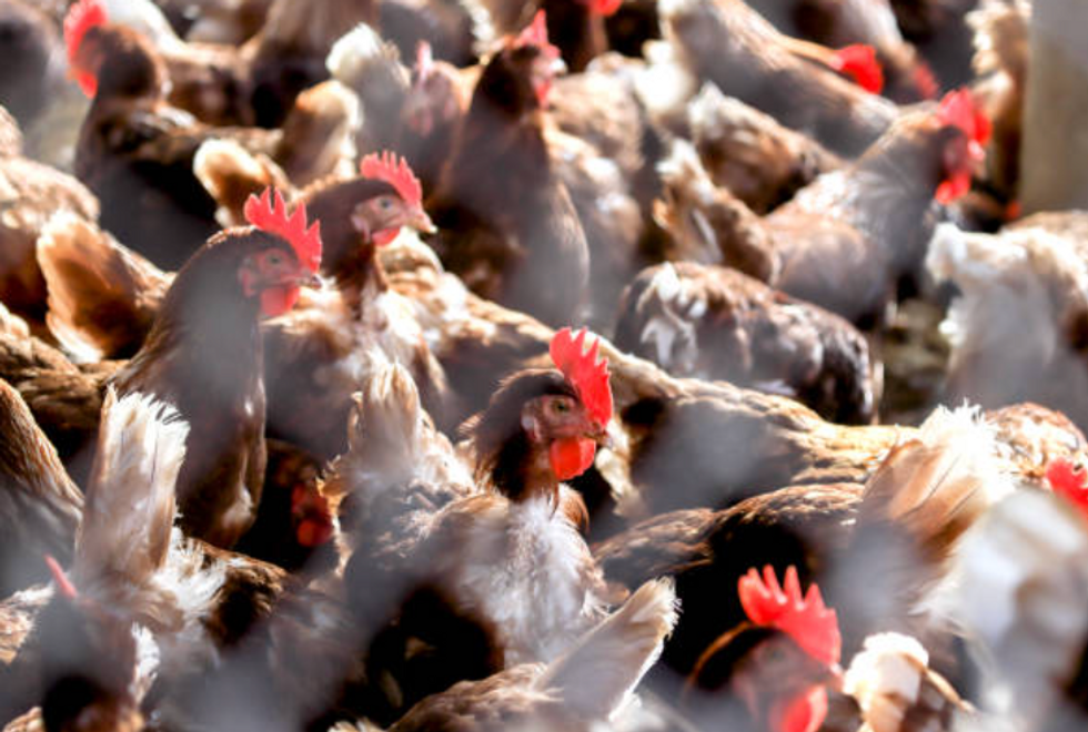 Poultry farm