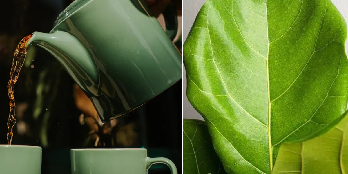 NextImg:Houseplants: Use a cupboard staple drink to help your plants stay 'healthy and vibrant, even in winter'