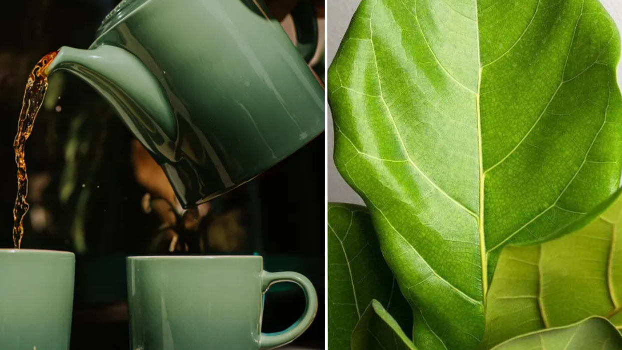 Pouring tea into a mug / houseplant