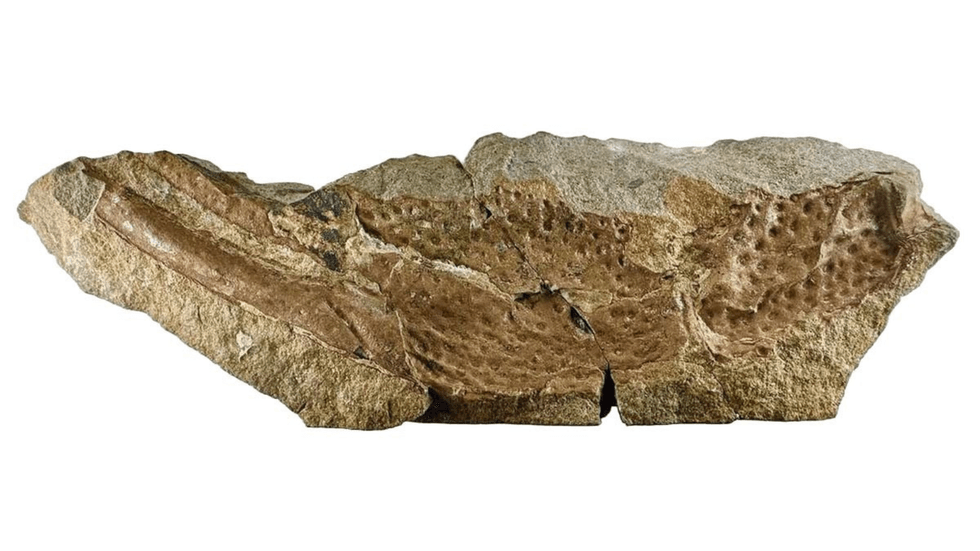 Praearcturus gigas' fossil