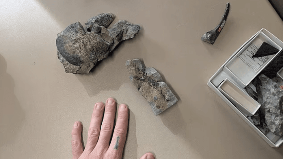 Praearcturus gigas' fossilised pincers