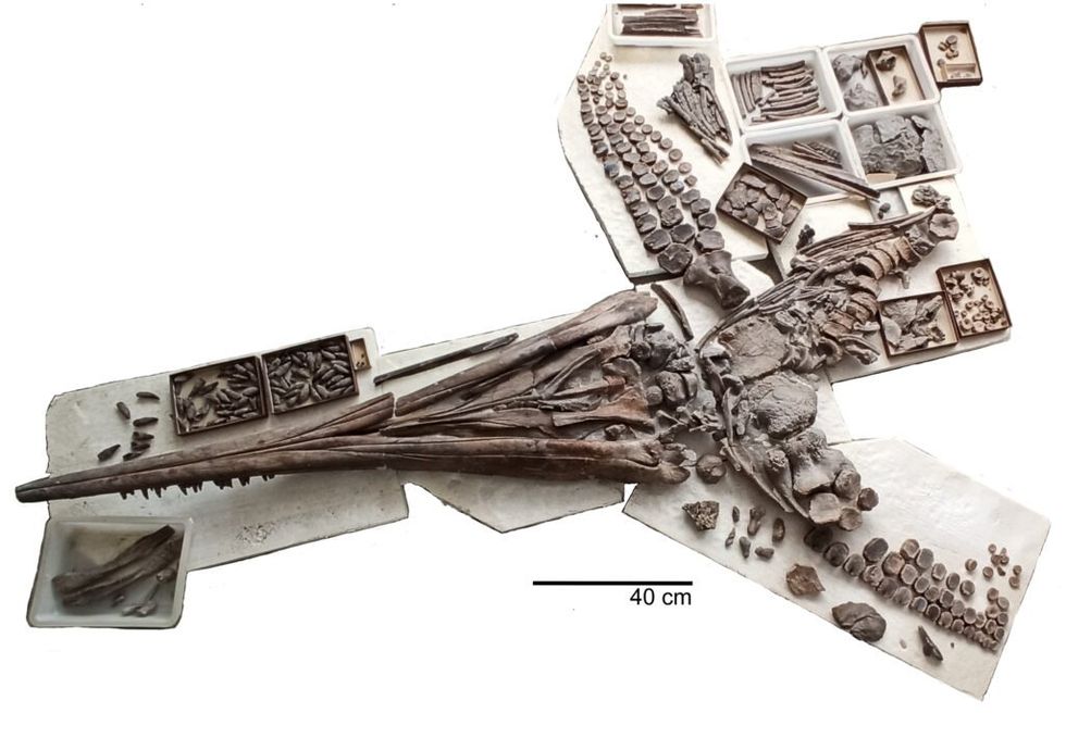 Criatura marinha pré-histórica Temnodontosaurus