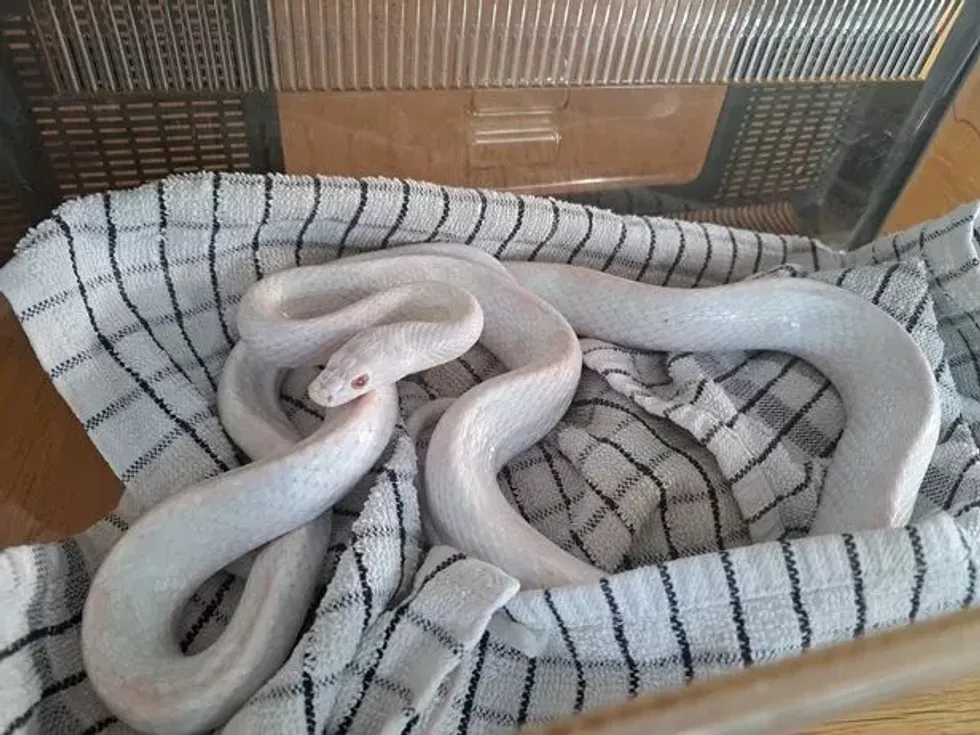 Prestatyn\u2019s albino corn snake is being looked after in Idlewild Animal Sanctuary
