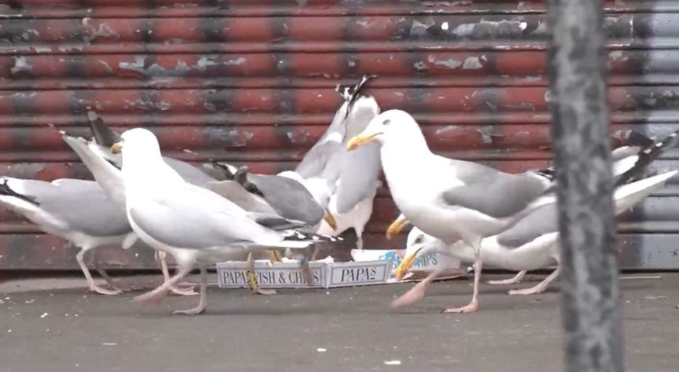 Previous methods to control gull numbers and deter them from nesting on buildings included the installation of proofing measures and some lethal and other methods, such as nest destruction