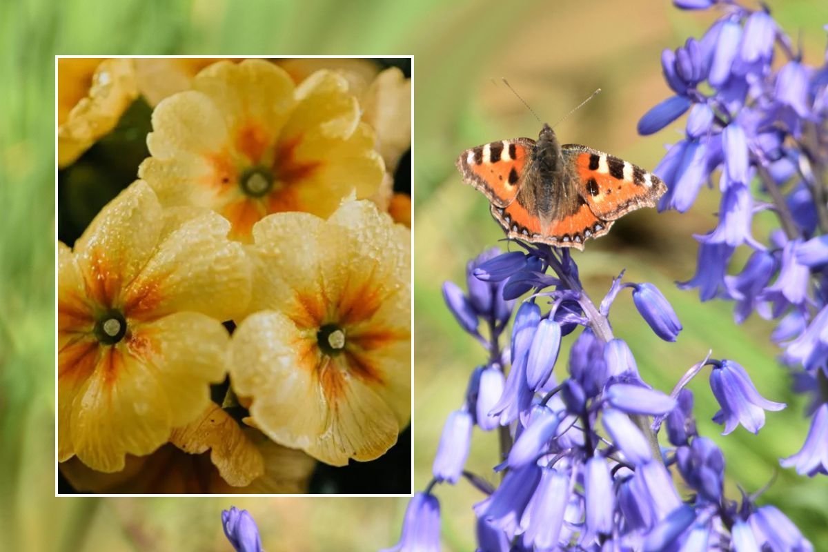 Primrose / Butterfly sitting on bellflowers