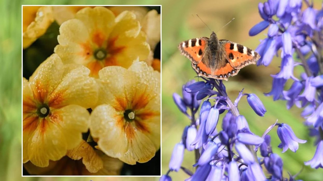 Primrose / Butterfly sitting on bellflowers