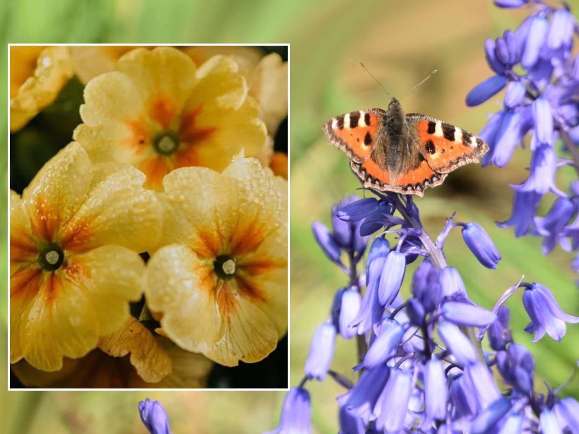 Primrose / Butterfly sitting on bellflowers