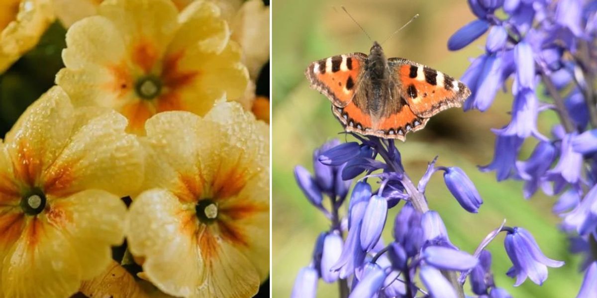 Why now is the ‘perfect’ time to grow wildflowers Why now is the ‘perfect’ time to grow wildflowers