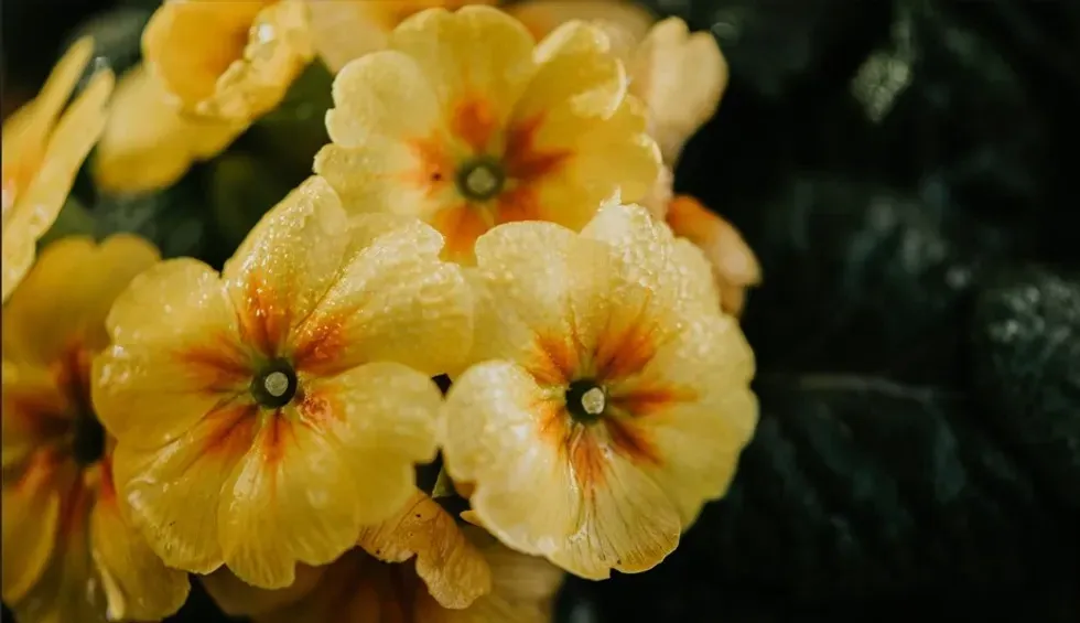 Primrose flowers blossoming