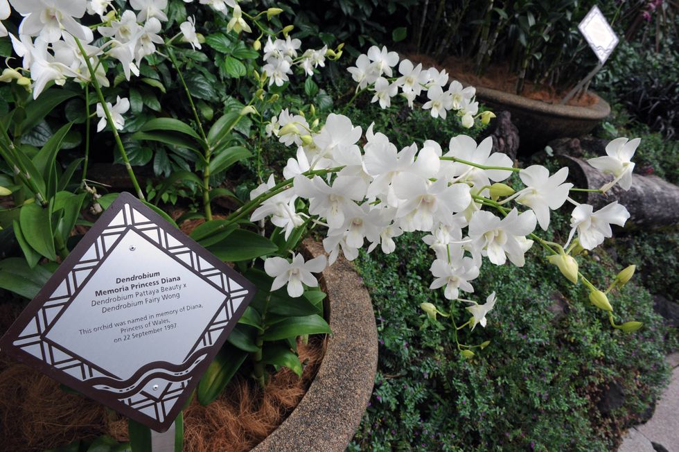 Princess Diana plant