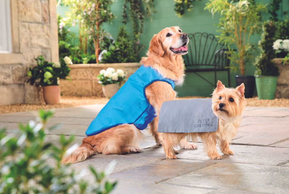 Products from Aldi's pet cooling range / Aldi