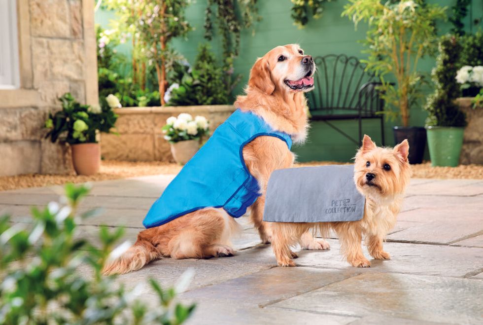 Products from Aldi's pet cooling range / Aldi