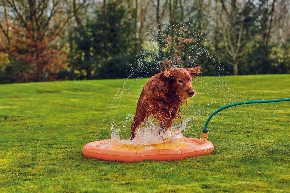 Products from Aldi's pet cooling range