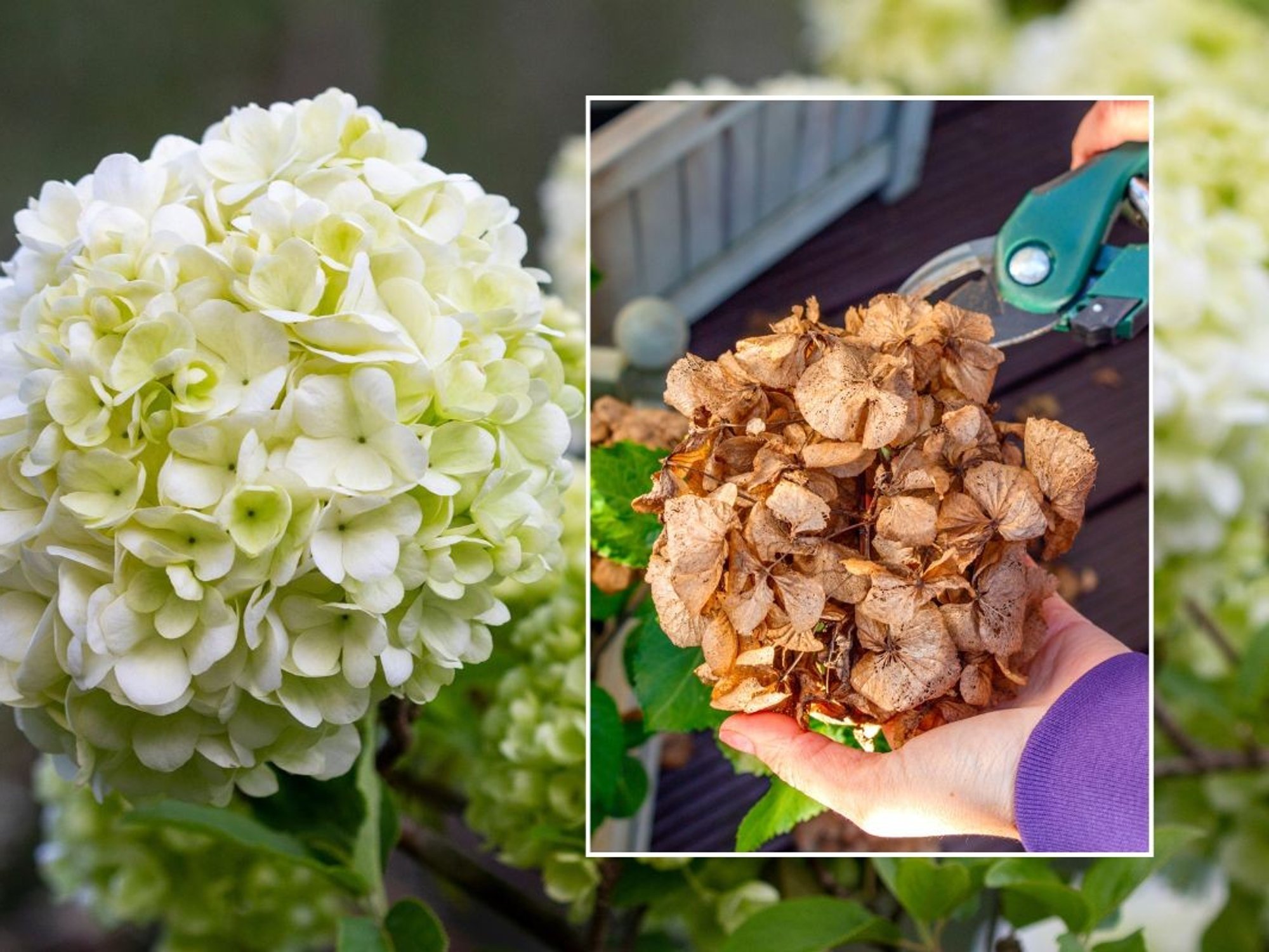Pruning hydrangea blooms