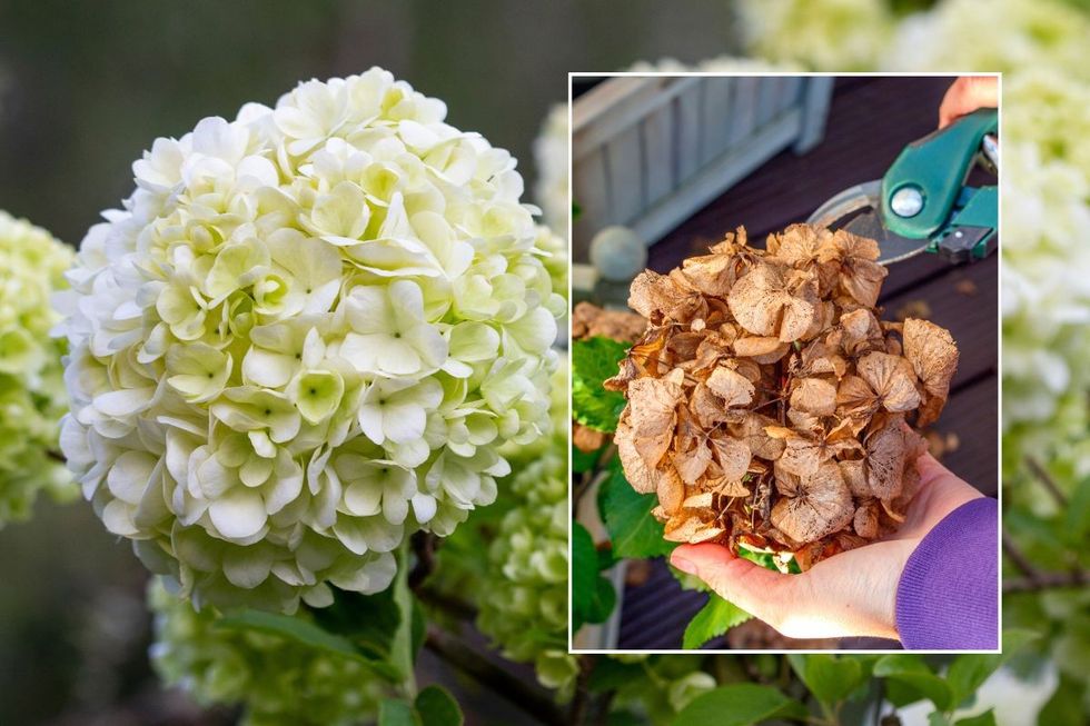 Pruning hydrangea blooms