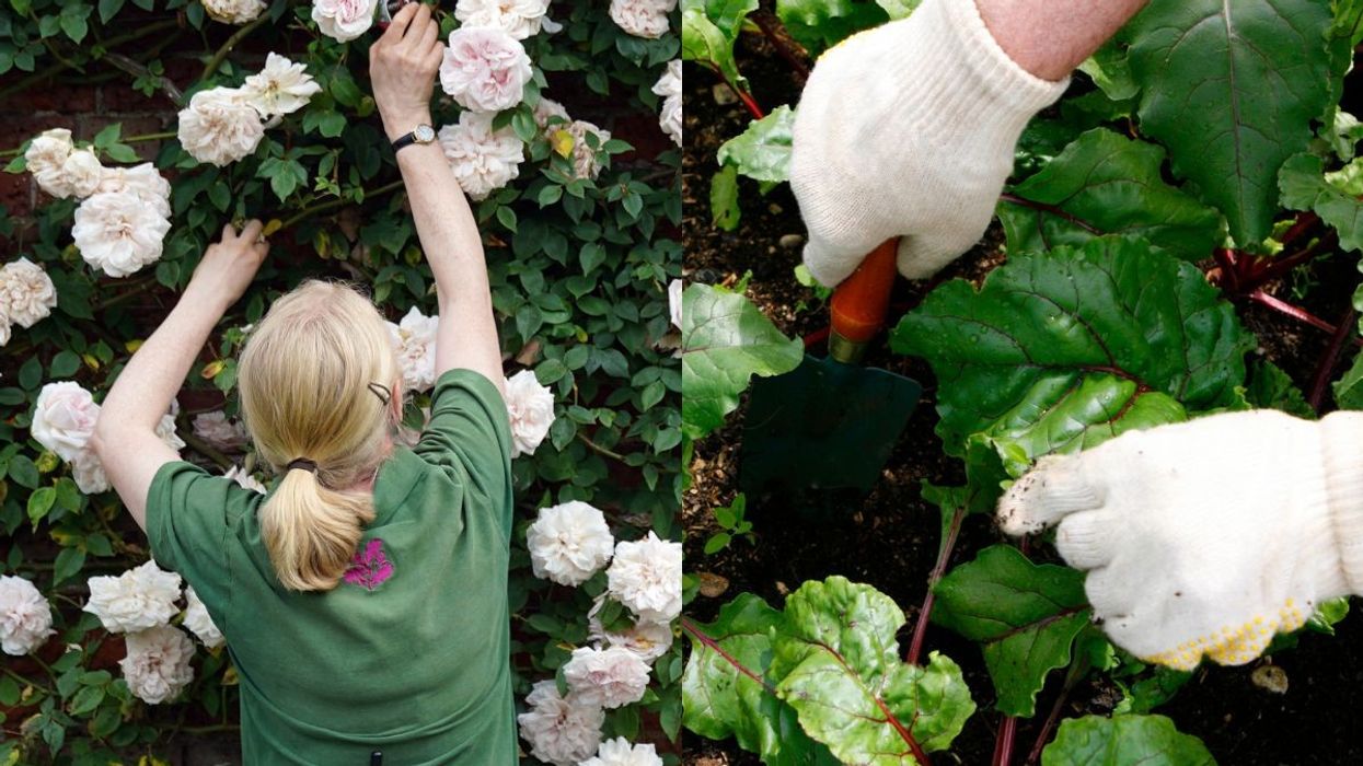 pruning roses in garden