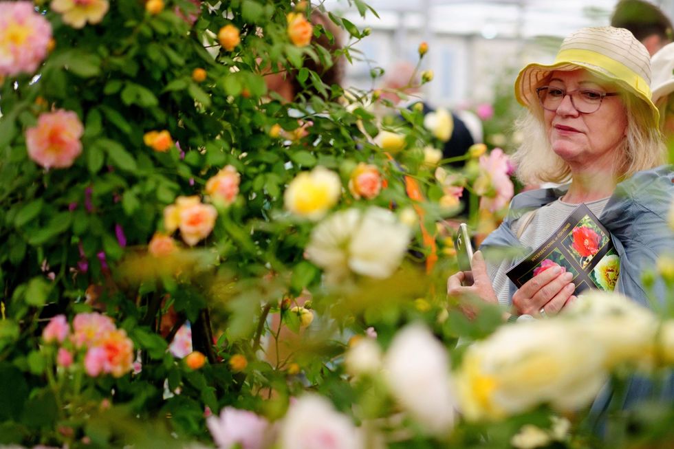 Pruning roses