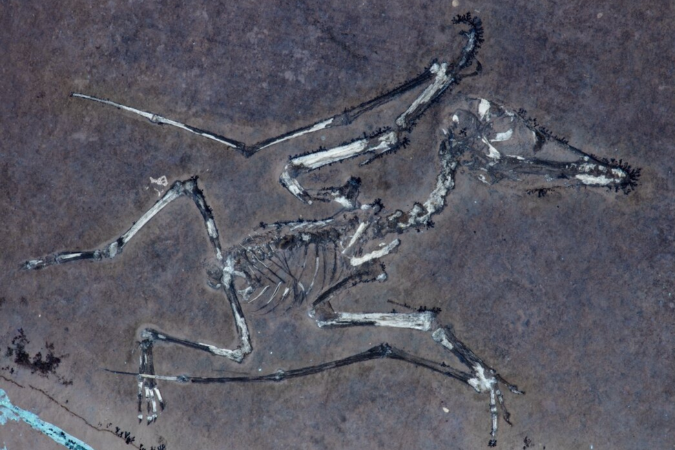 Pterosaur fossil