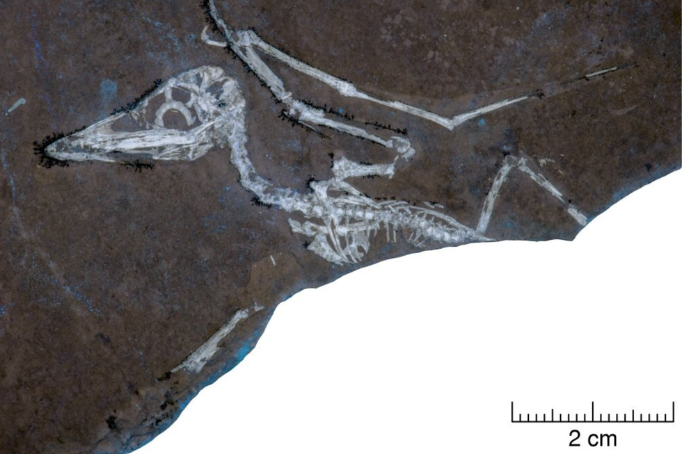 Pterosaur fossil