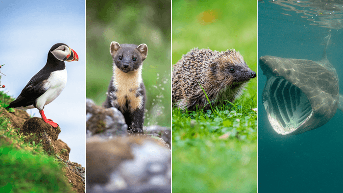 Puffin, pine marten, hedgehog and basking shark