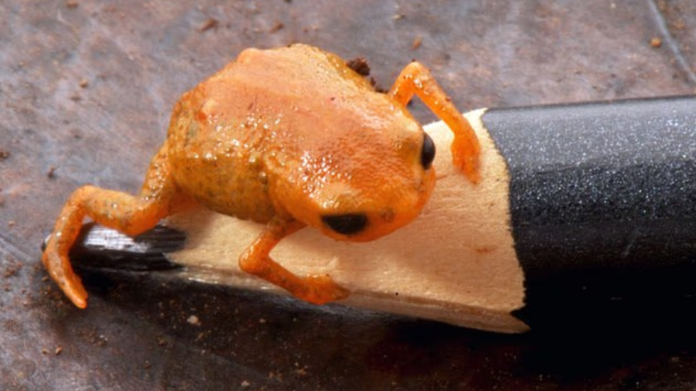 Pumpkin toadlet in Brazil