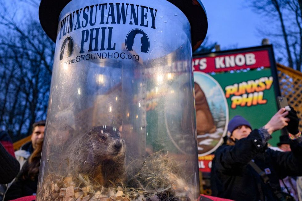 Punxsutawney Phil