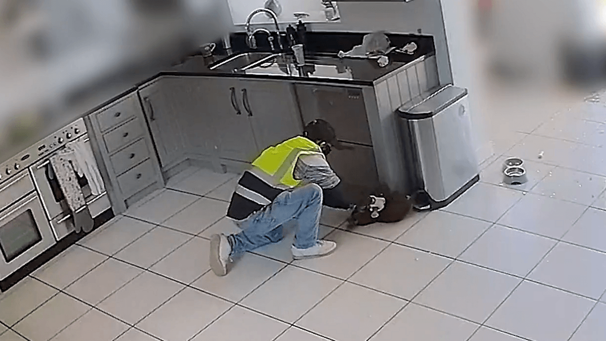 Puppy stolen from family home by fake delivery driver as heartless theft caught on camera