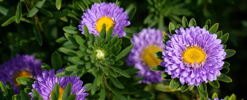 Purple asters
