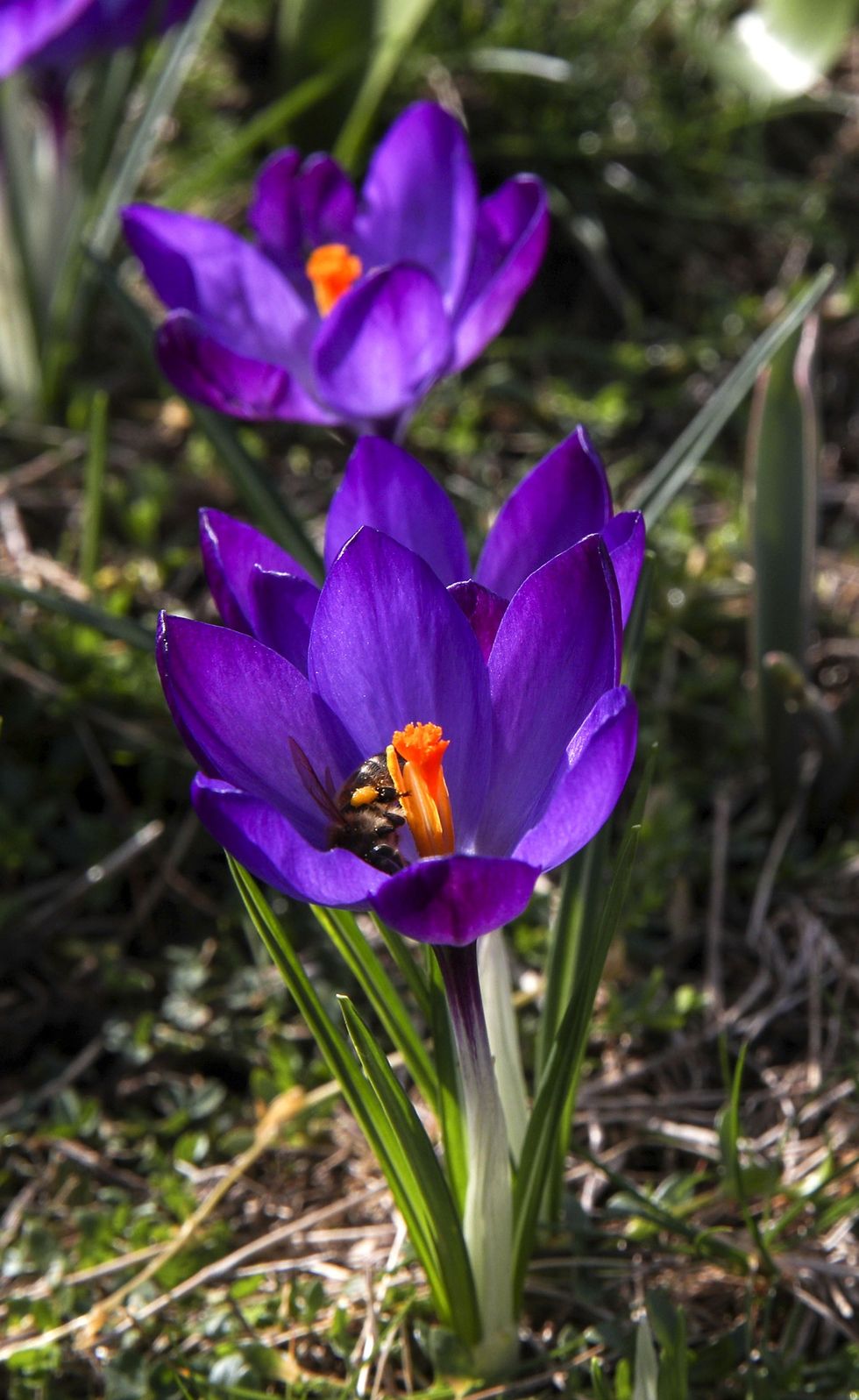 Purple Crocuses
