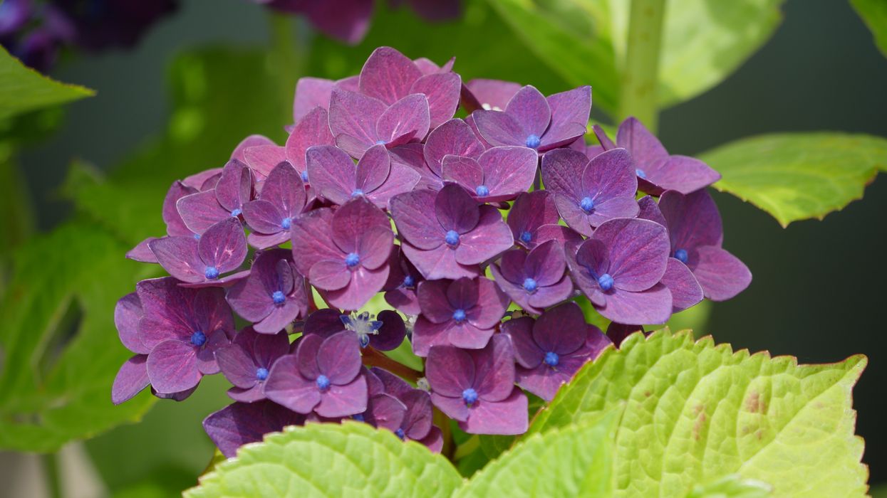 purple hydrangea blooms