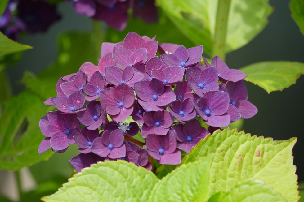 purple hydrangea blooms