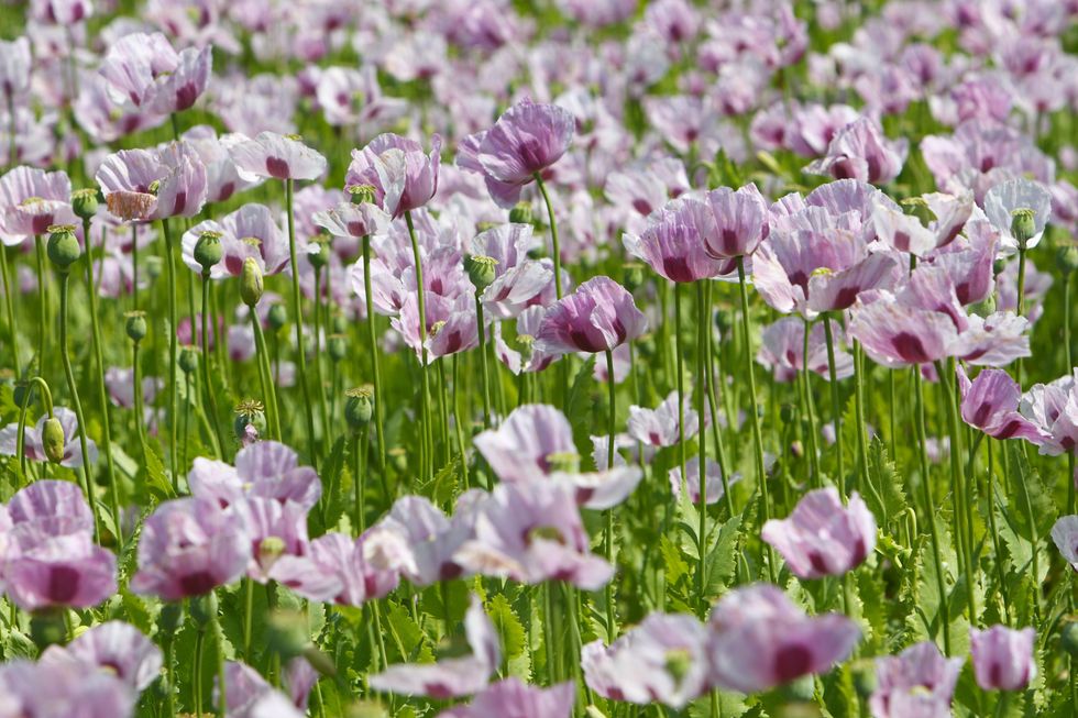 Purple poppies in field