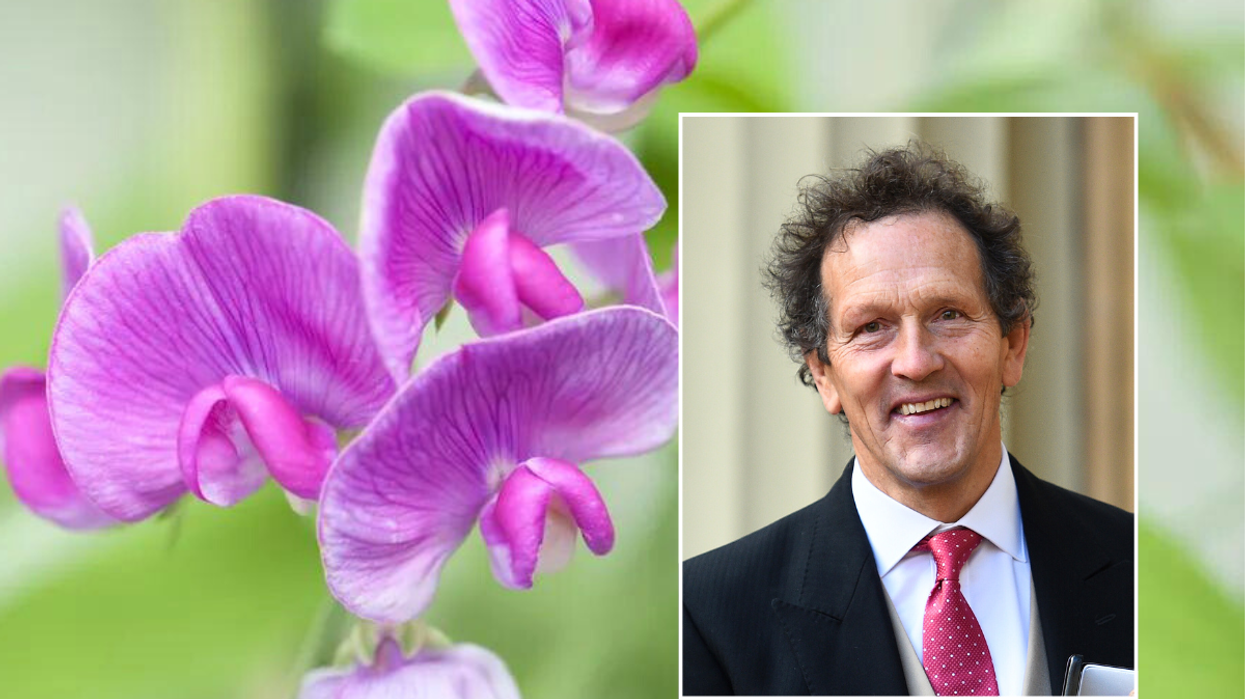 Purple sweet peas / Monty Don