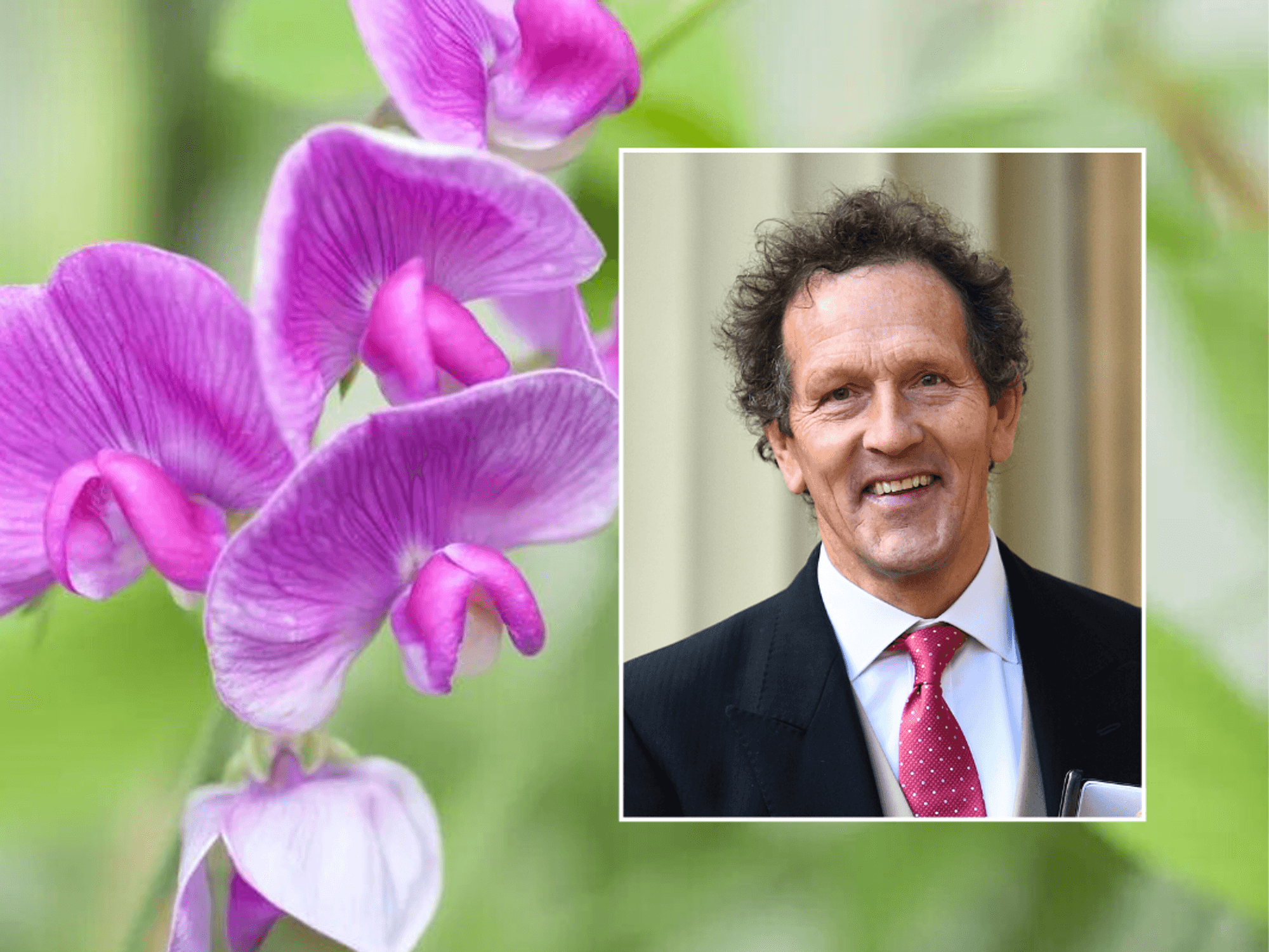 Purple sweet peas / Monty Don