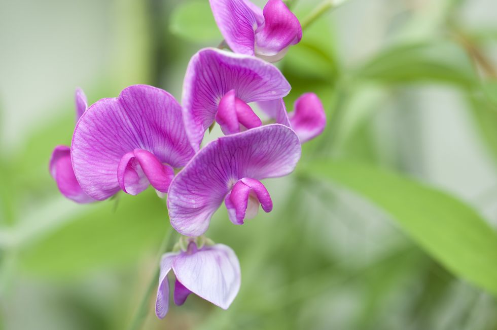 Purple sweet peas