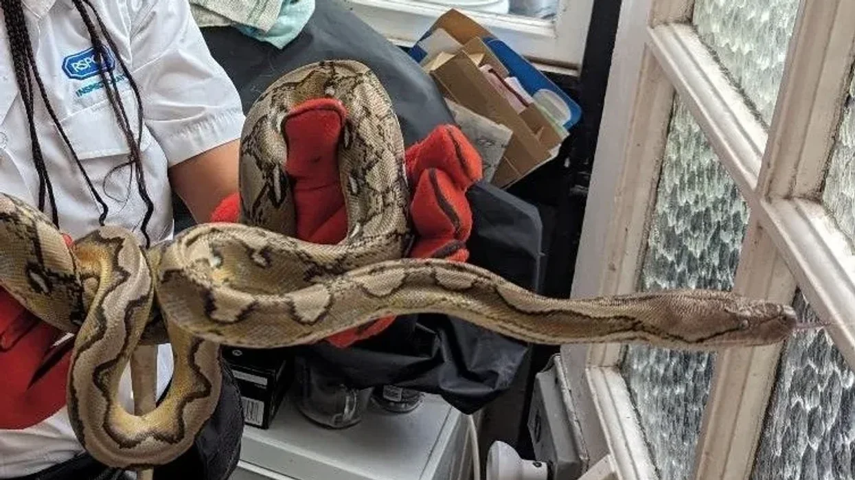 Python rescued from family home in Tooting Bec