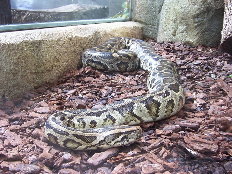 Python