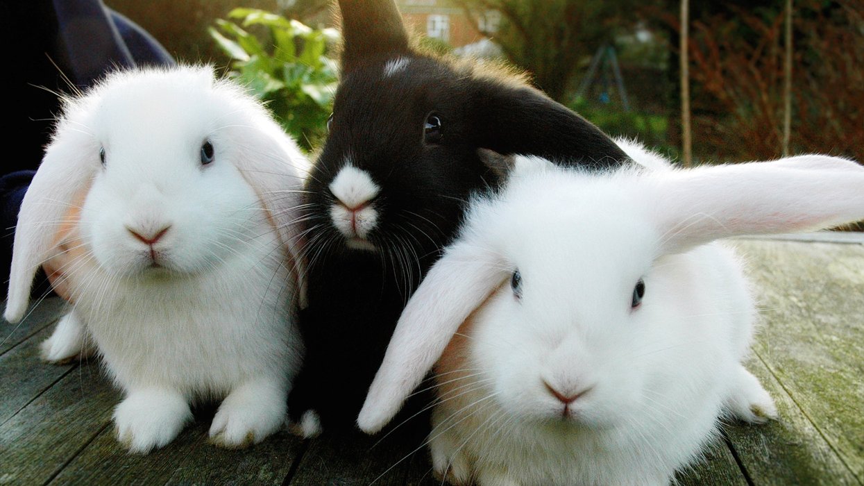 Rabbits