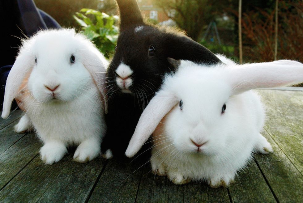 Rabbits